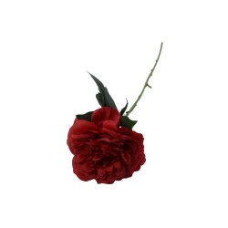 PEONIA TALLO LARGO