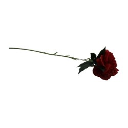 PEONIA TALLO LARGO