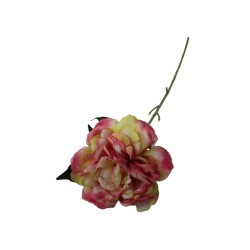 PEONIA TALLO LARGO