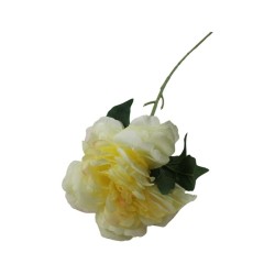 PEONIA TALLO LARGO