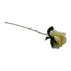 PEONIA TALLO LARGO