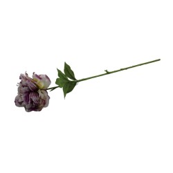 PEONIA TALLO LARGO