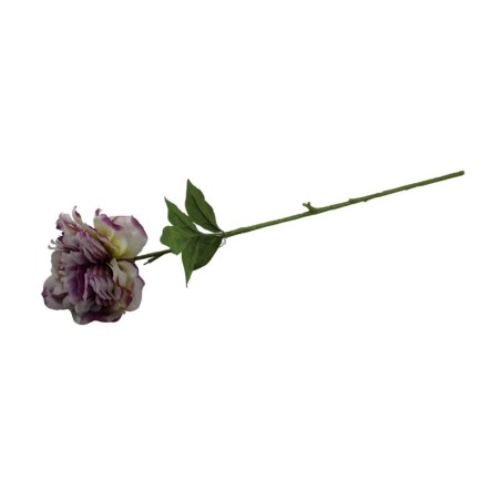 PEONIA TALLO LARGO