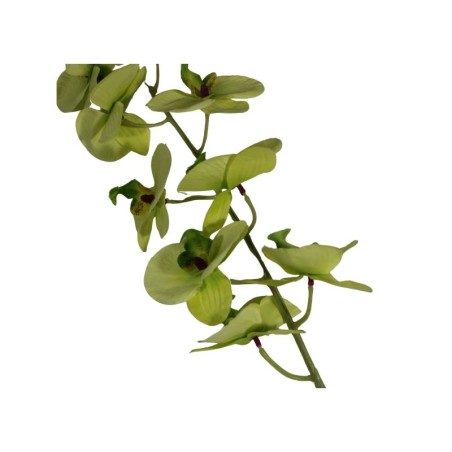 ORQUÍDEA MARIPOSA TALLO LARGO X9