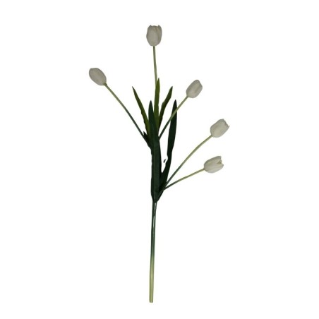 TULIPÁN TALLO LARGO SURTIDO