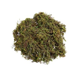 MUSGO VERDE NATURAL