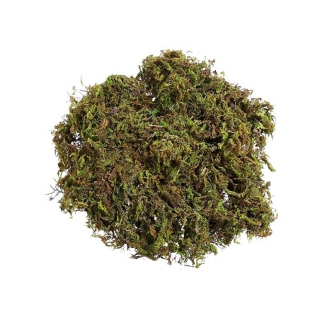 MUSGO VERDE NATURAL