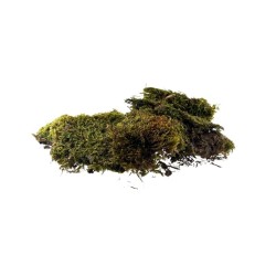 MUSGO VERDE NATURAL PALMISS