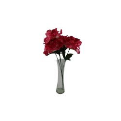 ROSAL ABIERTO FUCSIA X5