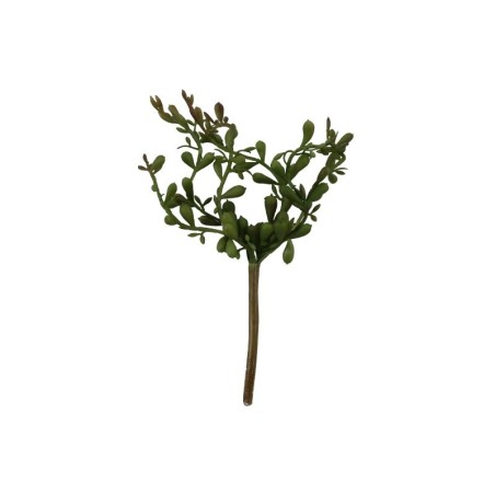 SUCULENTAS SURTIDAS