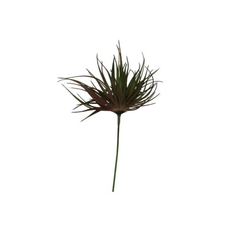 SUCULENTAS SURTIDAS