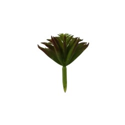 SUCULENTAS SURTIDAS