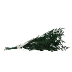 NATURALEZA MUERTA VERDE OSCURO