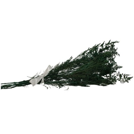 NATURALEZA MUERTA VERDE OSCURO