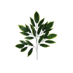 HOJAS VERDES