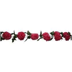 GUIA DE CRISANTEMOS ROSA MEXICANO