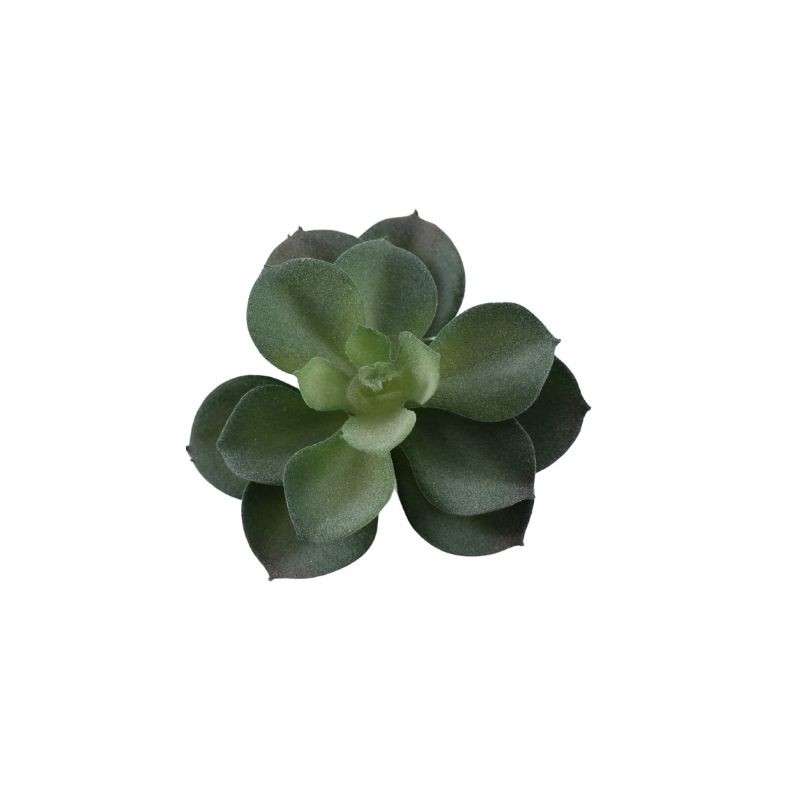 SUCULENTA