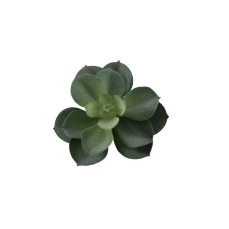 SUCULENTA