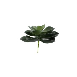SUCULENTA