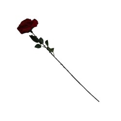 ROSA ROJA TERCIOPELO TALLO LARGO X1
