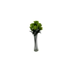 ROSAL BOTÓN VERDE LIMÓN X7
