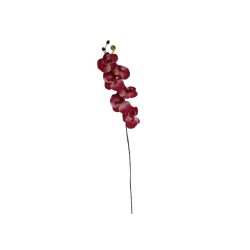 ORQUÍDEA MARIPOSA X6 TALLO LARGO