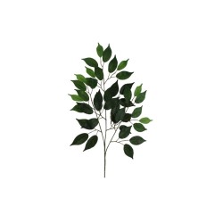FOLLAJE FICUS