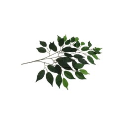 FOLLAJE FICUS