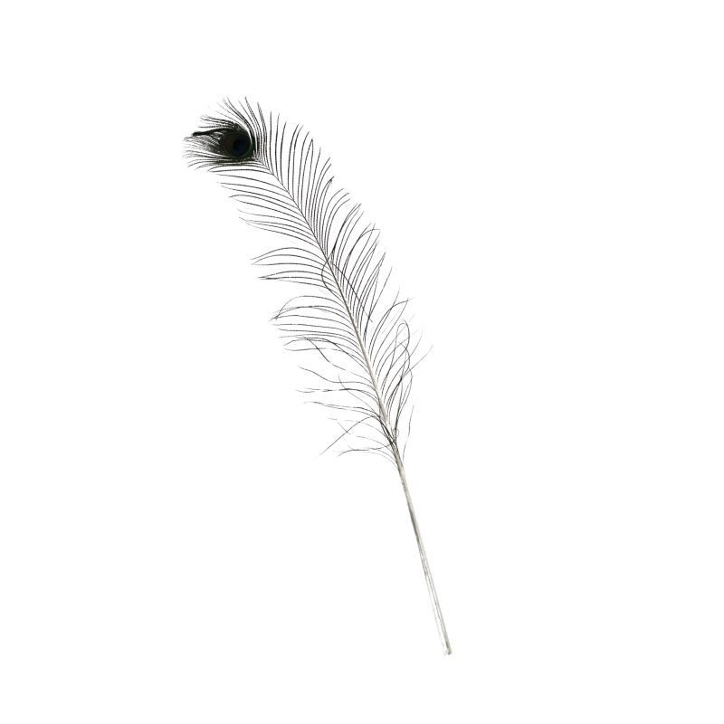 PLUMA DE PAVORREAL
