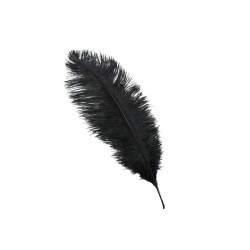 PLUMA DE AVESTRUZ NEGRA